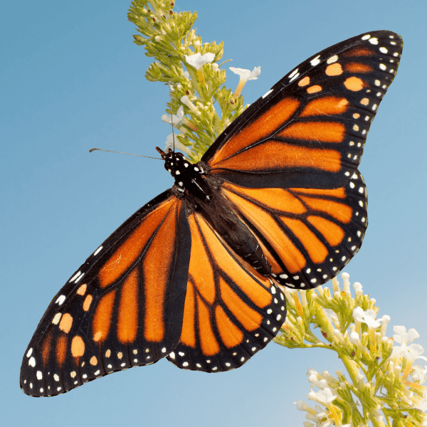 Dedicate A Monarch Butterfly Release
