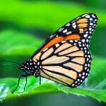 Adult Monarch Butterfly on a Leaf