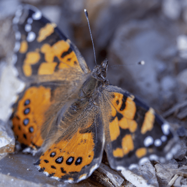 Dedicate A Painted Lady Butterfly Release