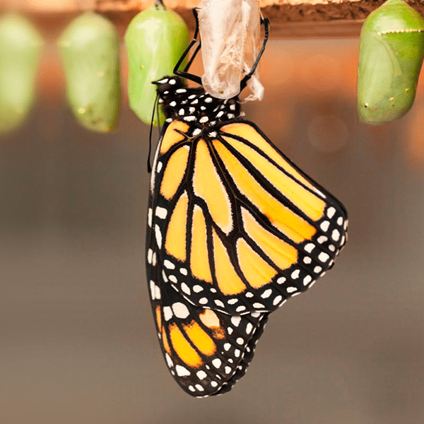 Pupa - Build A Monarch Butterfly Kit