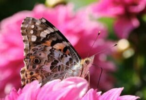 27+ Monarch Butterfly Vs Painted Lady