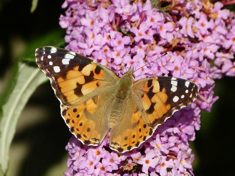 How to Release Painted Lady Butterflies