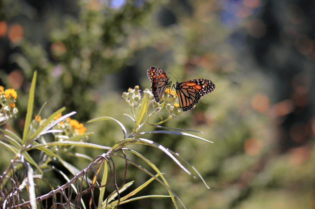 monarchs feeding on butterfly weed