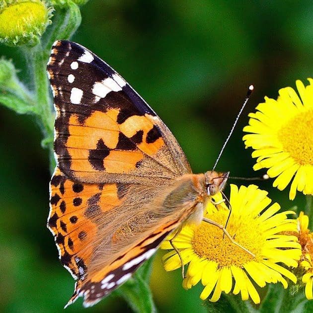 Teach Science & Nature with Painted Lady Butterflies | Hands-On ...