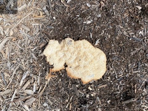 slime mold